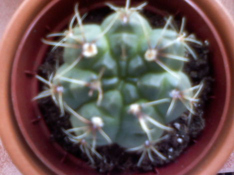 Gymnocalycium baldianum