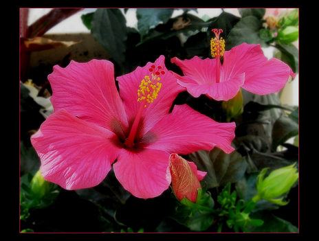 Hibiszkusz