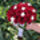 Red_rose_and_stephanotis_bouquet_36313_561235_t