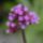 Verbena_bonariensis_306106_29110_t