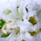 White Lilium Bouquet  P2000