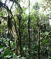 104px-Cloud_forest_Ecuador