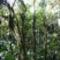 104px-Cloud_forest_Ecuador