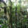 104pxcloud_forest_ecuador_371749_91463_t