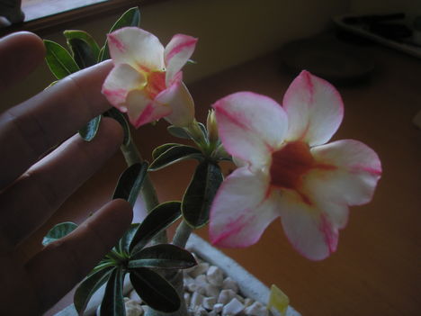 Adenium