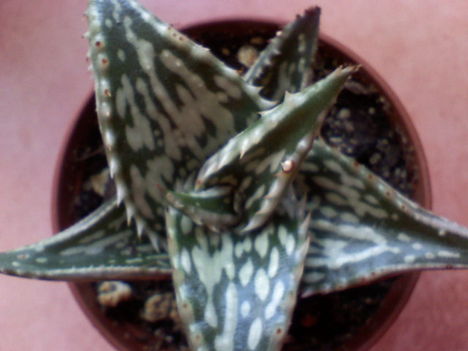 Aloe somalensis