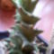 Euphorbia groenwaldii