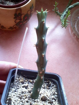 Euphorbia lakipiensis
