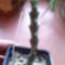 Euphorbia lakipiensis