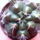 Gymnocalycium_damsii_371591_79723_t