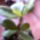 Pereskia_sacharosa_371595_60687_t