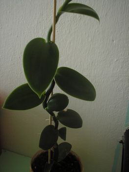 Vanilla Planifolia (vanília)