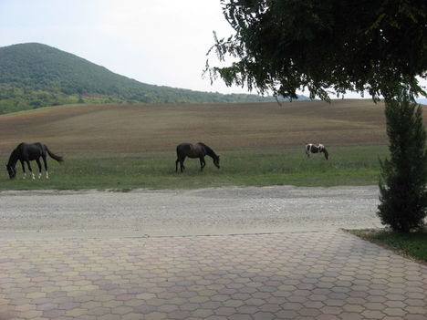 látogatók a szomszéd lovardából
