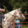 Appaloosa_horse_373766_15050_t