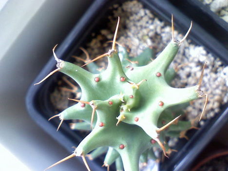 Euphorbia