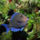Mindenfele_allatok_10_373427_96158_t