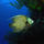 Mindenfele_allatok_14_373431_93103_t