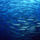 Mindenfele_allatok_15_373432_48483_t