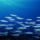 Mindenfele_allatok_16_373433_78857_t