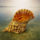 Mindenfele_allatok_1_373418_57892_t