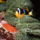 Mindenfele_allatok_25_373442_42235_t