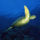 Mindenfele_allatok_27_373444_32203_t