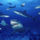 Mindenfele_allatok_3_373420_36043_t