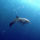 Mindenfele_allatok_7_373424_38901_t