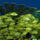 Mindenfele_allatok_9_373426_71586_t
