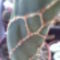 Opuntia zebrina [dillenii] forma 'reticulata'