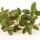 Oregano_373346_35131_t