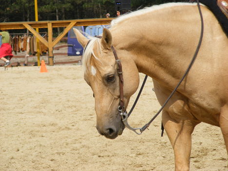 Palomino quarter horse