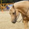 Palomino quarter horse
