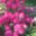 Rhododendronom_373708_78006_t