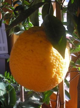 A legnagyobb narancsom (citrus sinensis 'ovali')