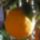 A_legnagyobb_narancsom_citrus_sinensis_ovali_374148_40944_t