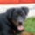 Dani_a_rottweiler_klubbol_375101_39474_t