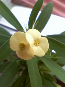Euphorbia milii lutea