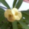 Euphorbia milii lutea
