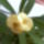 Euphorbia_milii_lutea_375995_66640_t