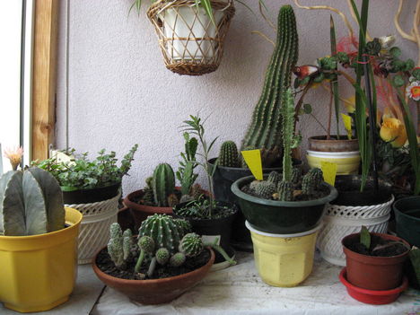 kaktuszaim,2009,máj27