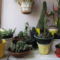 kaktuszaim,2009,máj27