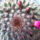 Mammillaria-006_375996_51727_t