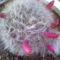 Mammillaria termése