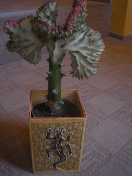 Oltott kaktusz