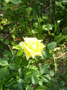 sárga róza