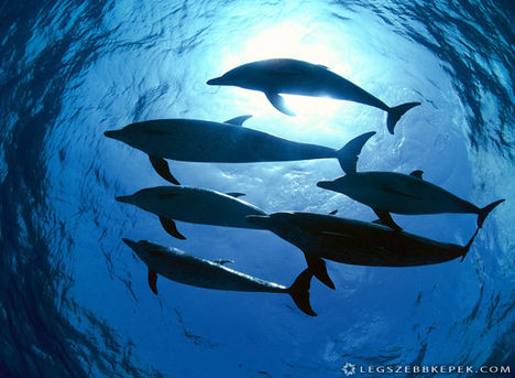tengerben-uszo-delfin-csapat-kep