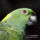 Amazonaauropalliata_376329_65656_t