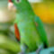 crimson-fronted-parakeet--aratinga-finschi