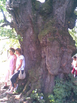 Énlaka - a 700 éves fa alatt 2009